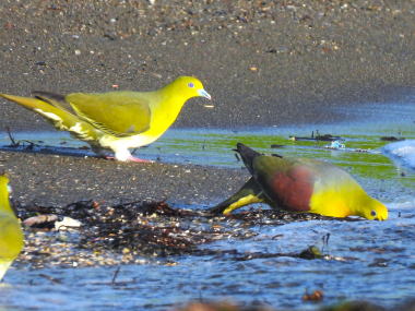 海岸で海水を飲むアオバト