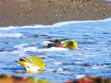 夢中で海水を飲むアオバト
