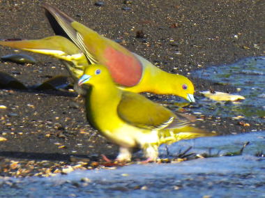 浜辺で海水を飲むアオバト
