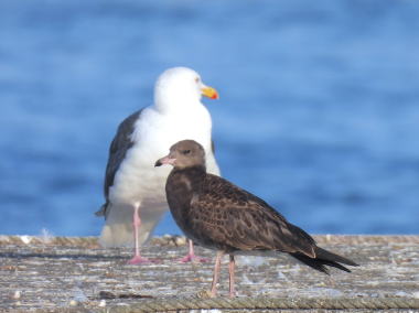 オオセグロカモメと幼鳥