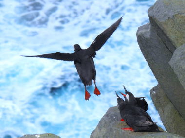 ケイマフリのペアと、海にダイブしたケイマフリ