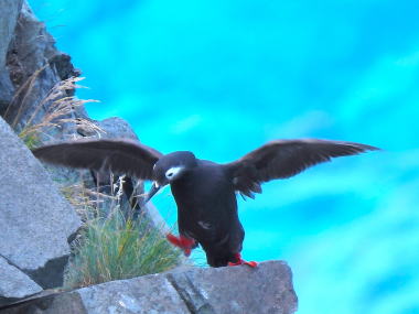 大海原を背景に、ダイブする瞬間のケイマフリ