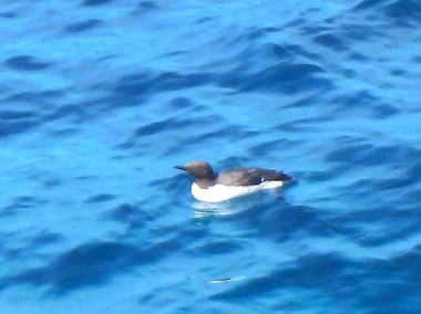 青い海に浮かぶオロロン鳥