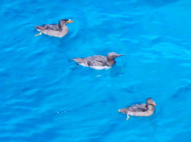 青い海に浮かぶ野鳥3羽
