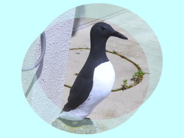 オロロン鳥
